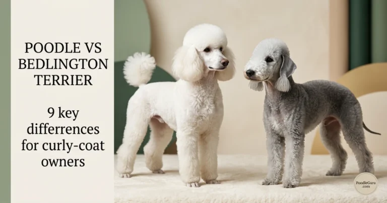 Poodle vs Bedlington Terrier