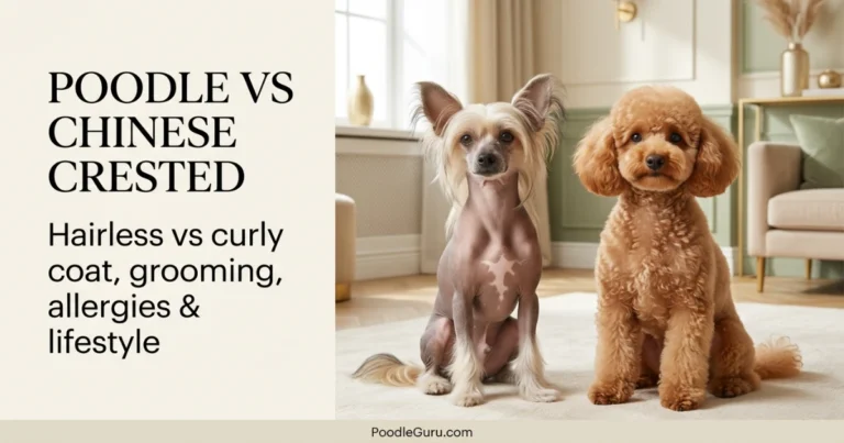 Poodle vs Chinese Crested