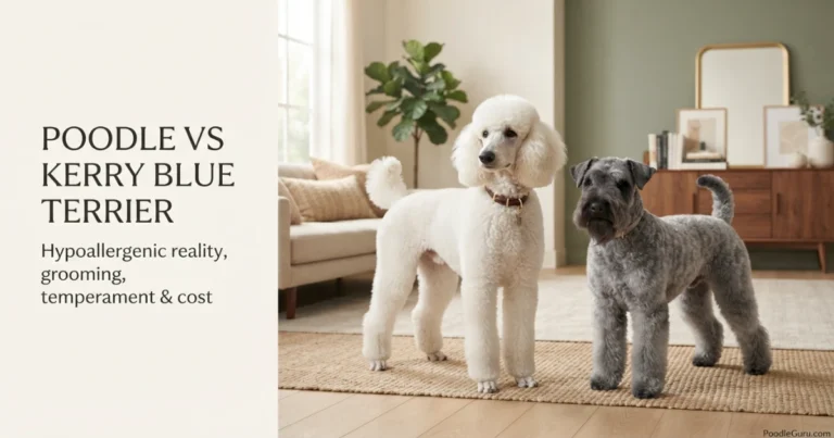 poodle vs Kerry Blue Terrier