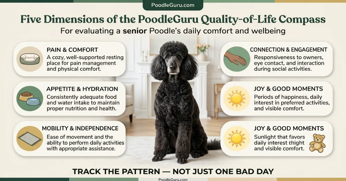 Senior Toy Poodle wrapped gently in a soft cream blanket, being held with care in warm light
