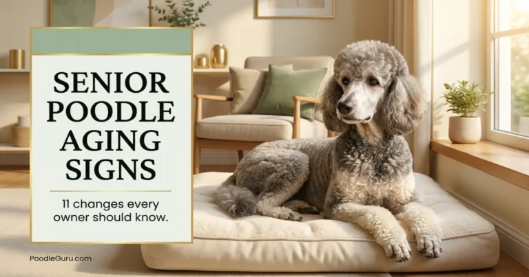 signs your Poodle is aging